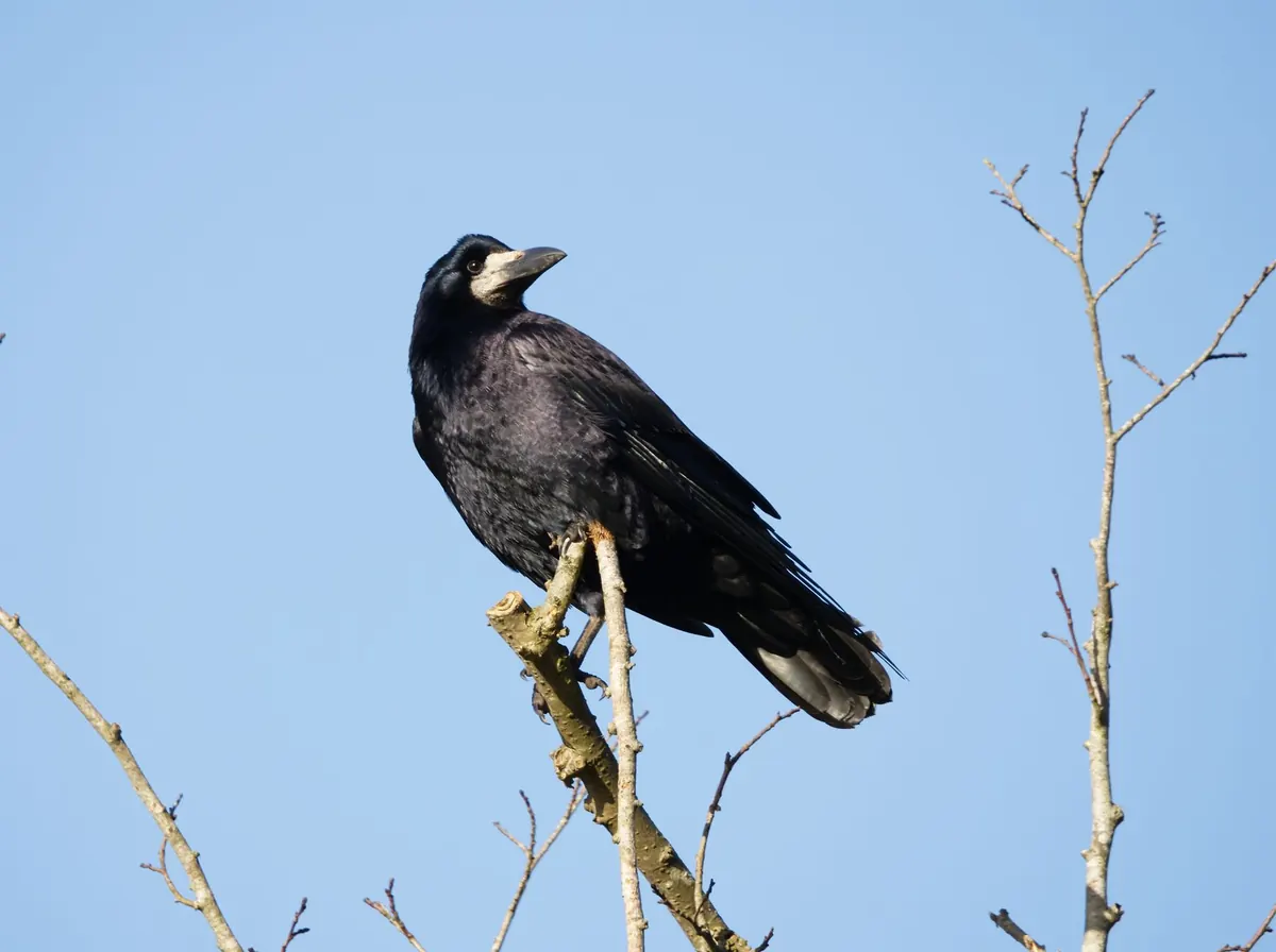 7 Common Mistakes When Identifying Rooks (and How to Avoid Them)