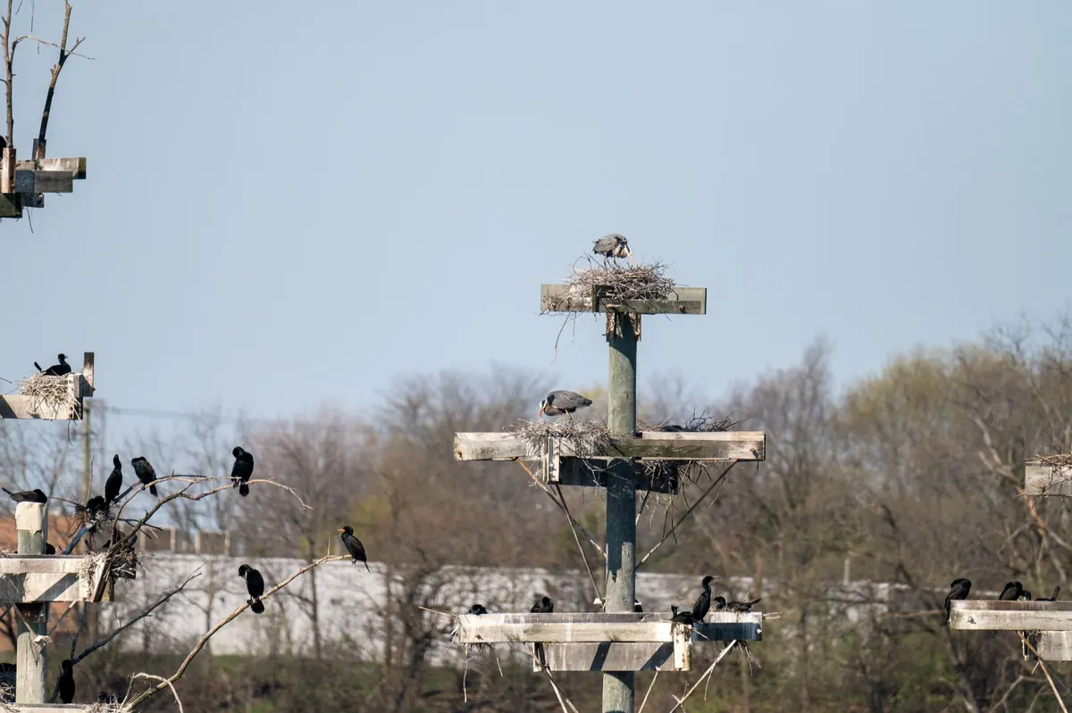 Spring Rookery Watch: A Month-by-Month Guide to Nesting Season